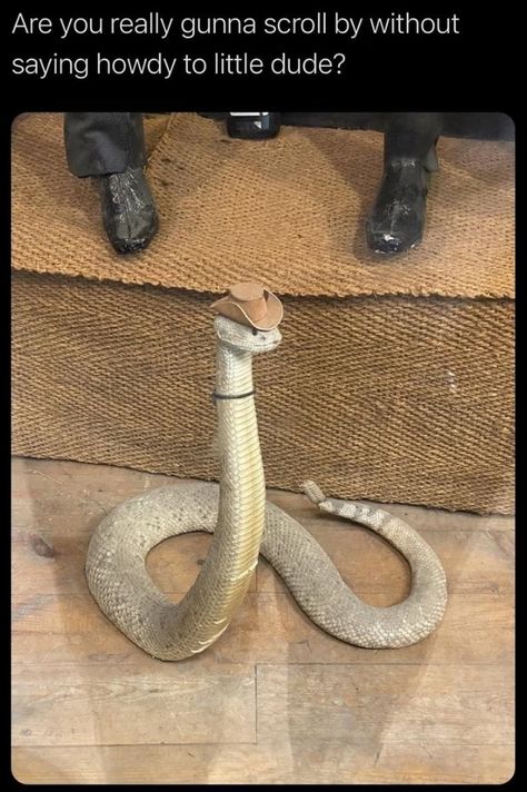 Snakes With Hats, Pretty Snakes, Cute Reptiles, Cute Snake, Pet Snake, Reptile Snakes, Ball Python, Pretty Animals, Silly Animals