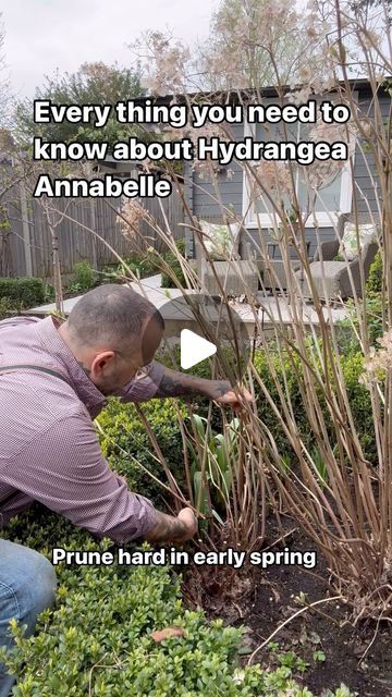 Vas Karpetas | Hydrangea Annabelle’s  are really easy to grow but they do need maintenance especially after all the rain we had a few days ago.  I would... | Instagram Annabelle Hydrangea Care, Hydrangea Garden Design, Hydrangea Support Ideas, Annabelle Hydrangea Front Of House, Pink Annabelle Hydrangea, Anabelle Hydrangea, Hydrangea Annabelle, Hardy Hydrangea, Annabelle Hydrangea