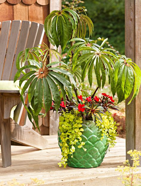 Patio Planter Ideas Plant Pots, Begonia Luxurians, Red Banana Plant, Patio Planter Ideas, Flower Pot Ideas, Planters Ideas, Potted Palms, Creeping Jenny, Pots And Planters