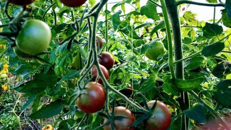 Chocolate Cherry Tomato via @plantophiles Chocolate Cherry Tomatoes, Cherry Tomato Plant Care, Chocolate Tomatoes, Bucket Garden, Cherry Plant, Cherry Tomato Plant, Bucket Gardening, Tomato Plant, Chocolate Swirl