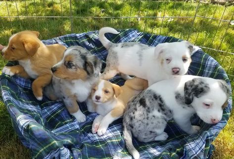 How to Pick a Puppy from a Litter - Litter Of Puppies, Dog Behaviorist, Puppy Litter, Puppy Proofing, Best Puppies, Australian Shepherd Dogs, Dog Biting, Pomeranian Dog, Puppy Adoption