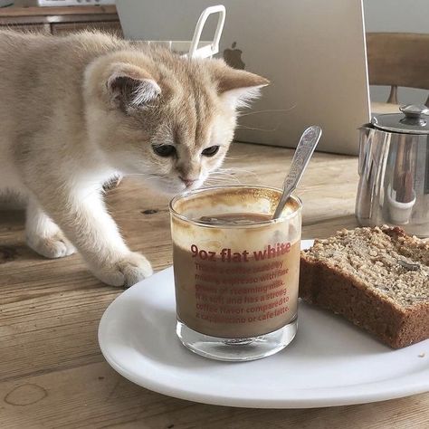 Coffee Icon, Coffee Shop Aesthetic, Cream Aesthetic, Cat Cafe, Cat Icon, Beige Aesthetic, Cat Aesthetic, A Cup Of Coffee, Cat Coffee