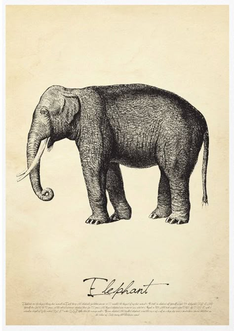 Illustrations & posters Art Graf, Safari Art, Vintage Safari, Elephant Pictures, Elephant Illustration, Art Assignments, Illustration Botanique, Vintage Elephant, A3 Poster