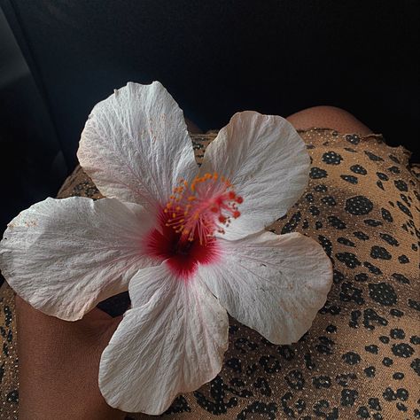 Flower inspo, flower picking, white and pink flower Hibiscus Flowers Aesthetic, Flower Picking, Flower Hibiscus, Antique Persian Carpet, White Hibiscus, Pink Hibiscus, Nothing But Flowers, Flower Therapy, August 21