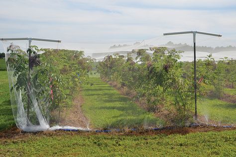 bird netting Tree Netting, Elderberry Wine, Elderberry Flower, Garden Cover, Super Fruits, Aronia Berries, Blueberry Farm, Bird Netting, Crop Production