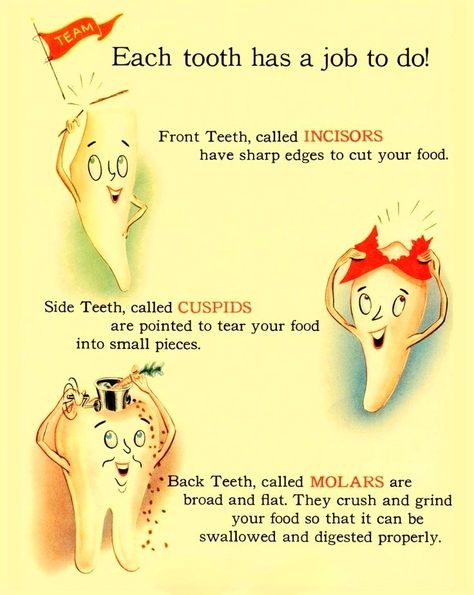 Dental Assistant Study, Dental Quotes, Dental Posts, Dental Posters, Dental Hygiene School, Dental Anatomy, Dental Fun, Dental Facts, Dental Life