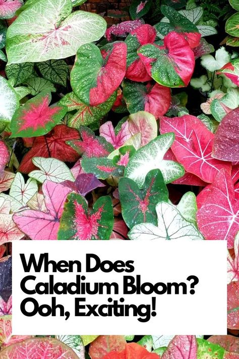 Explore the fascinating flowering period of these dazzling plants. Depending on the variety, you'll witness their vibrant colors and unique patterns in late spring or early summer. Get ready to be amazed by the beauty of Caladium blooms. Ready to experience this natural spectacle? Let's dive into the world of Caladium flowering! IG Photo by: robiyansahms Exciting Times Ahead, Heart Of Jesus, In Summer, Plant Care, Unique Patterns, House Plants, Vibrant Colors, Plants, Flowers