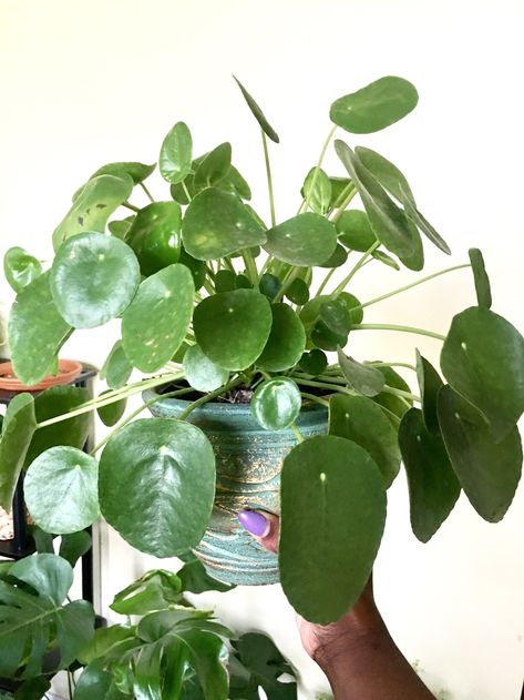 Statement Plants, Dollar Plant, Snake Plant Care, Planting Garlic, Balcony Gardening, Black Thumb, Calathea Plant, Growing Garlic, Pilea Peperomioides