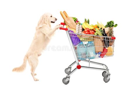 Funny retriever dog pushing a shopping cart full of food product. S, isolated on #Sponsored , #affiliate, #ad, #dog, #Funny, #shopping, #pushing My Dog And Me, Human Food For Dogs, Dog Socialization, Dog And Me, Motion Graphics Ideas, Social Causes, Service Website, Pet Supplements, Social Cause