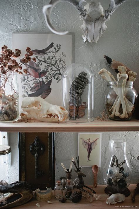 , Natural History Aesthetic Home, Natural History Museum Decor, Bone Collection Display, Skull Collection Display, Apothecary Shelf Display, Bone Collection Aesthetic, Science Home Decor, Feather Collection Display, Natural History Decor