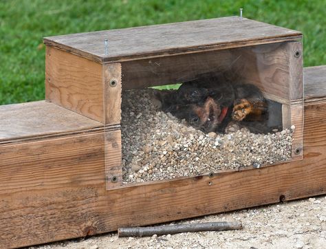 Dog Tunnel, Patterdale Terrier, Bird Feeders, Outdoor Decor, Dogs