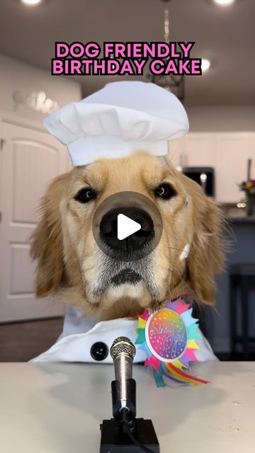 Pearl The Golden Girl & Liz Lang | Golden Retriever on Instagram: "A very special episode 🎤 Dog Friendly Birthday Cake because miss Pearl turns THREE🥹 🎉 ! Comment “Recipe” and we will send it to you via DM. Thank YOU for the love you’ve given Pearl and I this year. It has been one we’ll never forget. Stay tuned to the end of the reel to see how the cake turned out and even watch pearl pig out 🤭🐽😋 Peanut Butter Carrot Cake for Dogs 2 eggs 1/4 cup olive oil 1/3 cup applesauce 2/3 cups low fat milk 1/2 cup peanut butter Whisk Add 2 cups shredded carrots Add 2 cups wheat flour Add 2 teaspoons baking soda Mix and Add To Cake Pan Of Choice! Preheat oven to 350, bake for 30 minutes. Let cool, add any frosting or decorations, enjoy! #dogbirthday #dog #doglover #dogsofinstagram #birth Dog Friendly Birthday Cake, Golden Retriever Cake, Cake For Dogs, Doggy Birthday, Butter Carrots, Puppy Cake, Shredded Carrots, Dog Birthday Cake, Dog Cakes