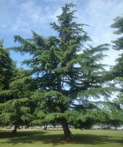 Deodar cedar - Sacramento Tree Foundation Deodar Cedar, Watering Trees, Cedrus Deodara, Coast Redwood, Tree Identification, Building Foundation, Street Trees, Tree Pruning, Front Landscaping