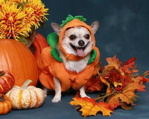 14 Gorgeous Photos of Chihuahuas In The Fall! Dog Halloween Outfits, My Pet Dog, Animal Halloween Costumes, Dog Pumpkin, Pumpkin Halloween Costume, Puppy Costume, Pet Halloween Costumes, Pumpkin Costume, Fall Dog