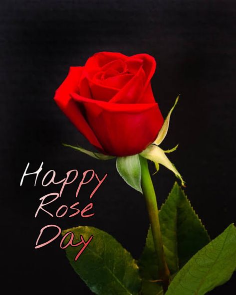 Valentine's Rose day Happy Rose day Happy Rose Day, Rose Day, Best Poses For Photography, Character Pictures, Valentines Roses, Photos For Profile Picture, Beautiful Flowers Photos, Good Morning Images Flowers, Cartoon Character Pictures