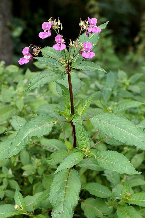 Impatiens glandulifera - Himalayan balsam Seed Dispersal, Plants Uk, Invasive Plants, Four O Clock, Plant Identification, Invasive Species, Plant List, Enchanted Garden, Bachata