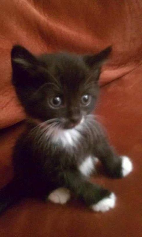 So this is literally exactly what the kitten I'm holding right now looks like. Tuxedo Kitten, Silly Kitty, Black And White Kittens, Cats Halloween, Kitten Pictures, White Kittens, Baby Cat, Kittens And Puppies, Baby Kittens