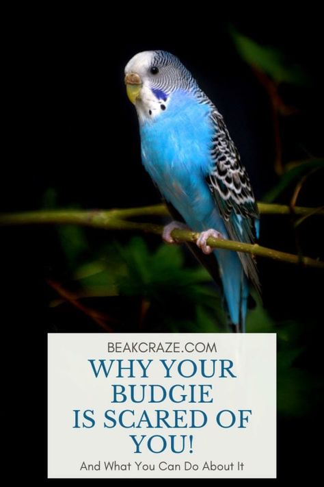 Why Your Budgie Is Scared Of You (And What Will Help) Parakeet Cage Ideas Budgies, Budgie Cage Ideas, Parakeet Cage Ideas, Parakeet Talking, Parakeet Names, Pet Parakeet, Parakeet Colors, Parakeet Art, Parakeet Care