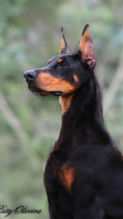 Of noble carriage. Doberman Side Profile, Doberman Profile, American Doberman, Doberman Breed, Doberman Puppies For Sale, Doberman Pinchers, Doberman Shepherd, Dogs House, Black Doberman