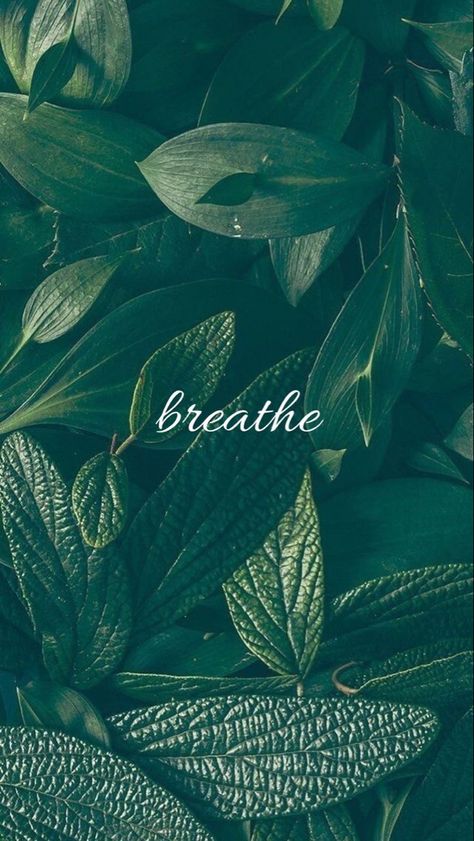 Green wallpaper comprised of green leaves and the text “breathe” centered in the middle Soothing Wallpapers Iphone, Soothing Wallpapers, Breathe Wallpaper, Remind Yourself, Wallpapers Iphone, Green Wallpaper, Green Backgrounds, Android Wallpaper, Phone Backgrounds