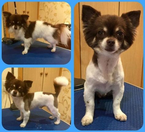 10 Best Long-Haired Chihuahua Haircuts – Page 2 – The Paws Groomed Long Haired Chihuahua, Long Haired Chihuahua Haircut, Pomchi Haircut, Long Hair Chihuahua Grooming Styles, Rosalia Hair, Chihuahua Haircut, Long Haired Chihuahua Puppies, Blue Merle Chihuahua, Dog Haircut