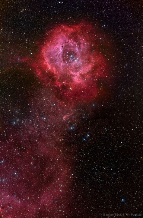 A rose to all on Valentine's Day Long Stem Rosette Nebula Image by Adam Block & Tim Puckett Astronomy Design, Rosette Nebula, Explanation Writing, Nebula Wallpaper, Astronomy Pictures, Nasa Photos, Nebulas, Star Cluster, Space Backgrounds