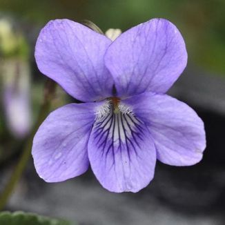 Wildflower Dog-violet, Common Irish Wild Flora Wildflowers of Ireland Dog Violet, Flower Violet, Botanical Sketchbook, Violet Plant, Flower Drawing Tutorials, Sweet Violets, Shrub Roses, Blue Garden, Garden Show