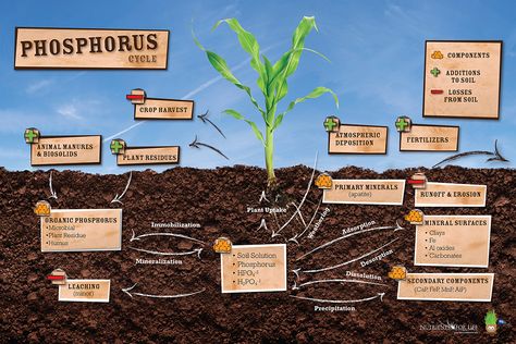 Phosphorus Cycle Poster – Nutrients for Life Free Science Curriculum, Phosphorus Cycle, Cycle Poster, Nutrient Cycle, Classroom Lesson Plans, Permaculture Design, Plant Science, Science Curriculum, School Garden