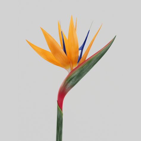 Bird Of Paradise Tattoo, Birds Of Paradise Plant, Paradise Photography, Bird Of Paradise Plant, Paradise Tattoo, Plant Logos, Paradise Plant, Birds Of Paradise Flower, Christmas Flower Arrangements