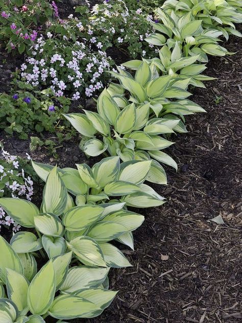 Hosta is easy to grow East Facing Landscaping Front Yard, East Facing Flower Bed Ideas, Keri Diet, Low Maintenance Flowers, Easy Garden Ideas Landscaping, Car Ports, Side Yard Landscaping, Hosta Gardens, Best Flowers