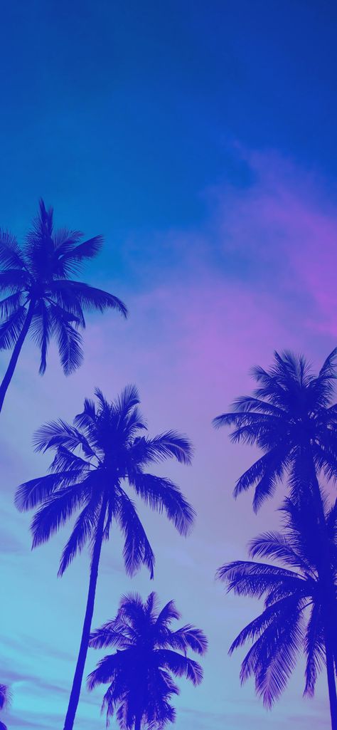 35 Summer Wallpapers for iPhone (2024) Summer Wallpapers For Iphone, Summer Themed Wallpaper, Wallpapers Summer, Palm Tree Iphone Wallpaper, Summer Wallpaper Phone, Iphone Wallpaper Summer, 555 Wallpaper, Purple Palm Tree Aesthetic, Hd Palm Tree Wallpaper