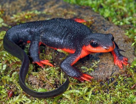 The red-bellied newt is a newt, native to coastal woodlands in northern California and southern Oregon, that is terrestrial for most of its life. Wikipedia Scientific name: Taricha rivularis Rank: Species Higher classification: Taricha Newt Animal, Big Iguana, Crocodile Illustration, Strange Animals, Amazing Frog, Animal Images, Character Template, Southern Oregon, Rare Animals