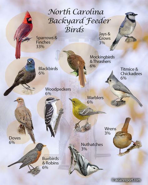 29 North Carolina Backyard Feeder Birds (Custom-Made Identification Images) North Carolina Birds, Birds Of North Carolina, Black Mountain North Carolina, Pine Siskin, Backyard Birds Feeders, North American Birds, Black Oil Sunflower Seeds, American Crow, Song Sparrow