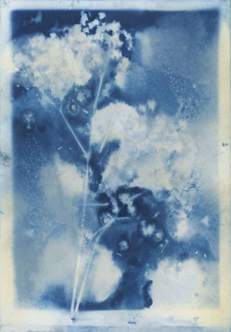 Lomography - Tipster: How to Make Wet Cyanotype Prints Cyanotype On Canvas, Cyanotype Canvas, Cyanotype Flowers, Cyanotypes Photography, College Sketchbook, Blue Cyanotype, Cyanotype Ideas, Wet Cyanotype, Cotton Aesthetic