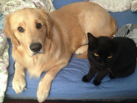 Golden Retriever Bf And Goth Gf, Black Cat Golden Retriever Duo, Black Cat And Golden Retriever, Golden Retriever Meme, Gold Retriever, Black Cat Aesthetic, I Love My Friends, Silly Dogs, Silly Animals