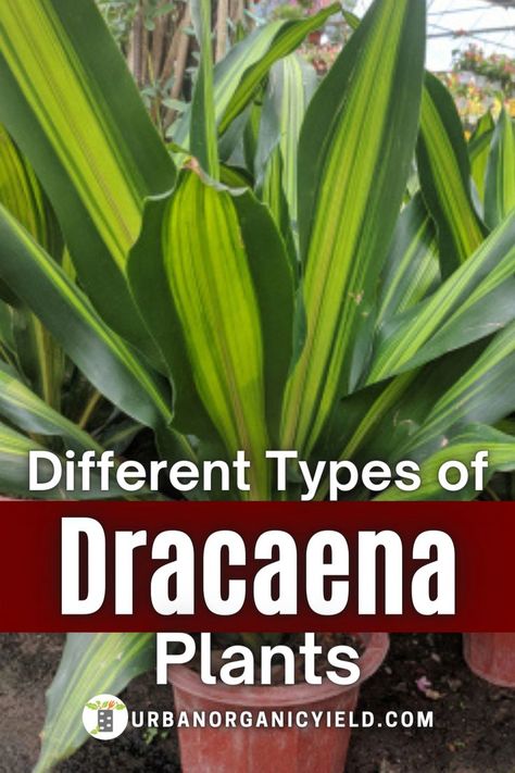 How To Propagate Dracaena Plant, How To Care For Dracaena Plant, Dragon Tree Plant Indoor, Dragon Plant Indoor, Dragon Tree Plant Care, Dracena Plant Types, Dracaena Plant Types, Draceana Plants, Dracena Plant Care