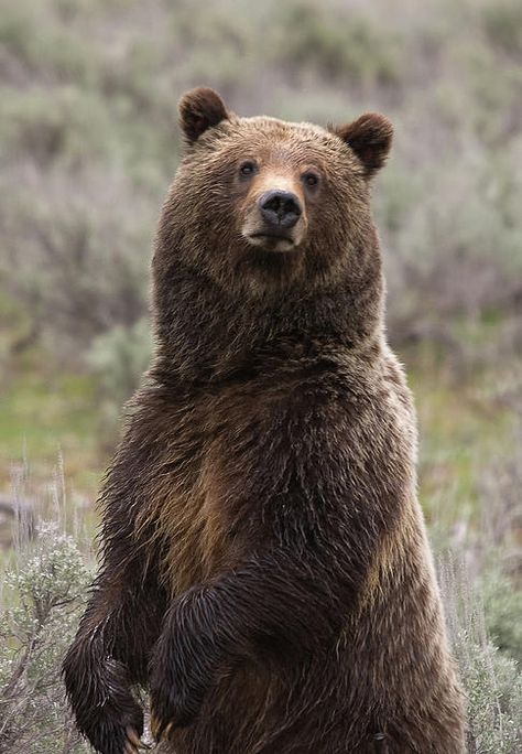 Alaska Animals, Bear Reference, Biology Jobs, Wildlife Biology, Homer Alaska, Alaska Wildlife, Beautiful Wildlife, Red Hots, Amazing Animal Pictures