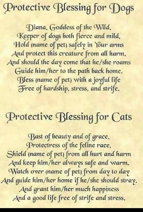 Witchy Protection, Creative Sayings, Pet Magic, Health Spell, Wicca Recipes, Witch Tips, Sick Cat, Sweet Magic, Healing Spirituality