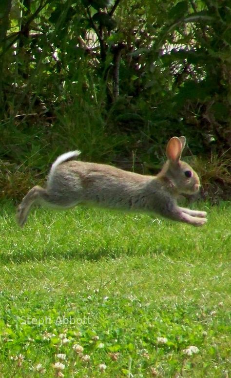 Line Art Rabbit, Rabbits Wallpaper, Rabbit Reference Photo, Rabbit Reference, Hare Photography Beautiful, Rabbit Line Art, Wallpaper Rabbit, Hare Jumping, Spring Hare