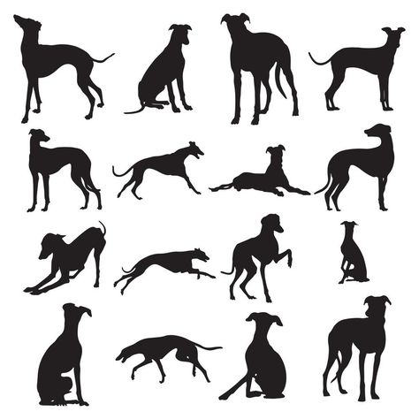 Greyhound dog silhouettes,Greyhound dog animal silhouette collection Italian Greyhound Art, Greyhound Silhouette, Greyhound Tattoo, Dog Vector Illustration, Dog Outline, Sight Hounds, Greyhound Art, Greyhound Dog, Whippet Dog