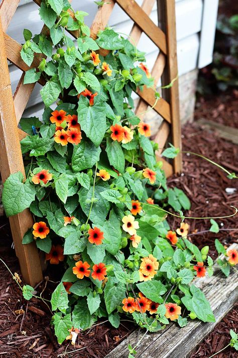 Blushing Susie Black Eyed Susan Vine, Blackeyed Susans Flowers Landscaping, Flowers That Grow On Vines, Black Eyed Susan Vine Trellis, Black Eye Susan Vine, Black Eyed Susan Vine Ideas, Vines For Shaded Areas, Blackeyed Susans Flowers, Nasturtium Vine