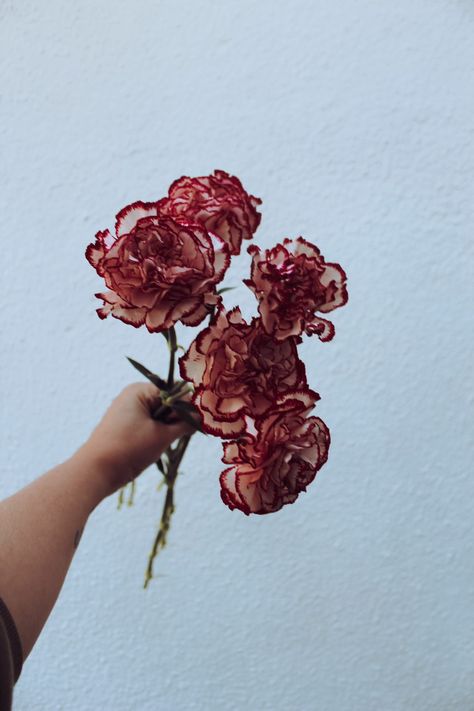 A close up of white carnations with red on the petal edges. They look a little feathered. Red And White Carnations, Dark Red Carnation, Red Carnation Bouquet, Red Carnation Flower, Wedding Flowers Red, White Carnations, Carnation Bouquet, Carnation Flowers, Emily Bloom