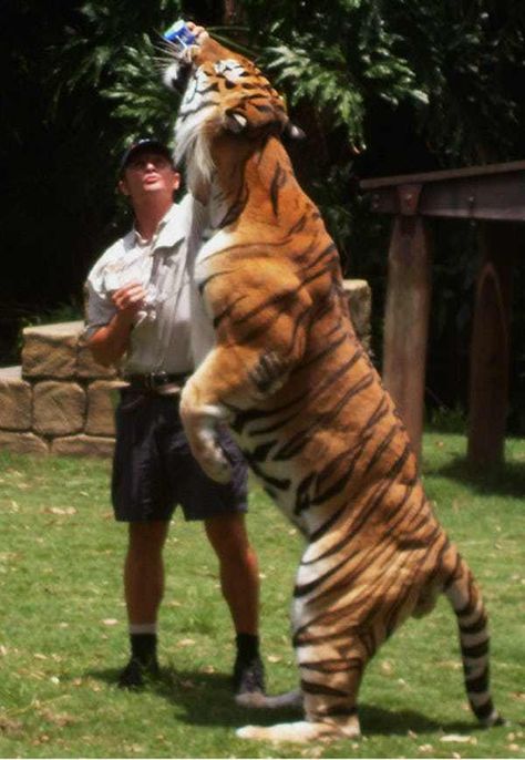 Tony the Tiger's Bully is listed (or ranked) 4 on the list 12 Animals That Definitely Lift Tiger Vs Lion, Lion Vs Tiger, Zipper Ride, Weight Room, Tiger Pictures, Power Animal, Tiger Art, White Tiger, Cartoon Cat