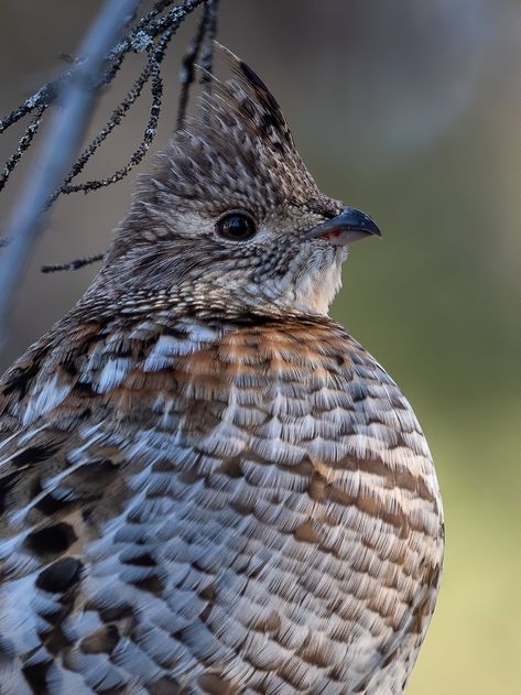 Ruffed Grouse | Sunny | Flickr Interesting Birds, Ruffed Grouse, American Wildlife, Hand Hooked Rugs, Pentacles, Hooked Rugs, Game Birds, Painting Inspo, Beautiful Animals