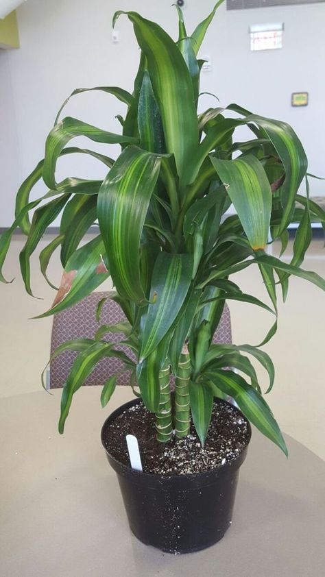 31 Best Indoor House Plants for your Home and Pets House Plant Identification, Mass Cane, Houseplants Safe For Cats, Dracaena Fragrans, Houseplants Decor, Common House Plants, Houseplants Low Light, Indoor House Plants, Tropical House Plants