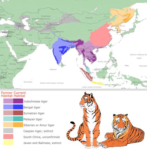 Historical and current habitat of tiger subspecies Tiger Aesthetics, Indochinese Tiger, Beautiful Maps, Tiger Habitat, Tiger Species, Malayan Tiger, Zoo Map, Asian Tigers, Panthera Tigris