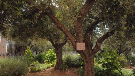 The Complete Guide to The Garden of Gethsemane Garden Of Gethsemane Decorations, Jesus In The Garden Of Gethsemane, Garden Of Gethsemane, Altar Design, Church Inspiration, Stations Of The Cross, Holy Land, Backyard Inspo, Garden Features