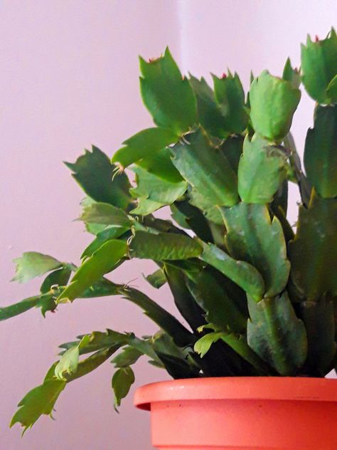 3 Types of Cactus Plants and Succulents Anyone Can Care For Indoors Types Of Cactus Plants Houseplant, Different Types Of Cactus Plants, Plant Ideas Indoor, House Plant Ideas, Different Types Of Cactus, Indoor Gardening Ideas, Types Of Cactus Plants, Types Of Cactus, Indoor Cactus