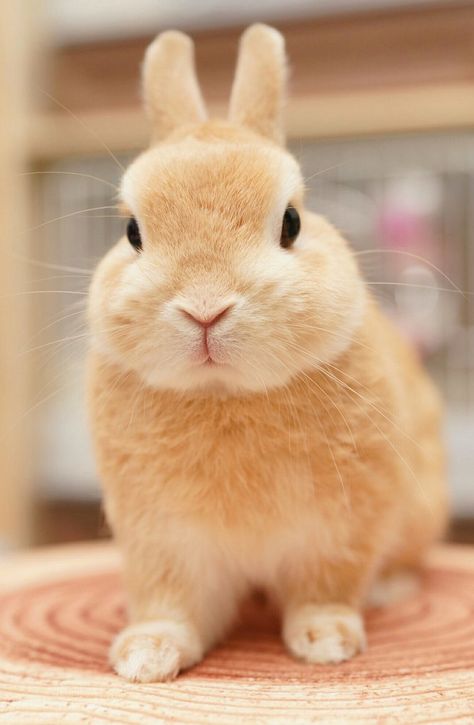 Blonde Rabbit, Hilarious Animal Memes, Blonde Bun, Butter Blonde, Cute Bunny Pictures, Bunny Pictures, Pet Bunny, Cuddly Animals