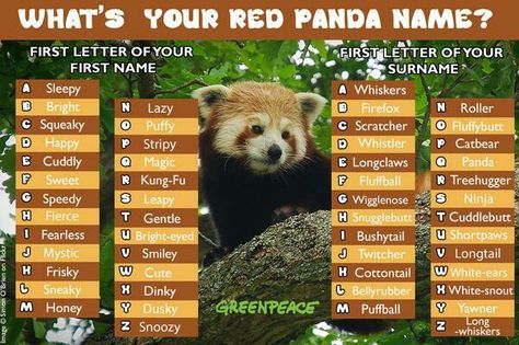 mine's Mystic Firefox Panda Names, Magic E, Cute Names, Tree Hugger, Red Panda, First Names, Funny, Red